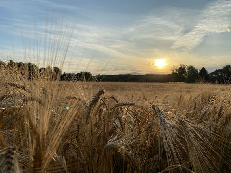 Fichier:Kornfeld an der Nidda in Frankfurt am Main.JPG